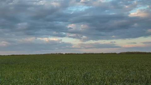 The movement of the thunderclouds over the fields of wheat in spring Stock Footage 90309160