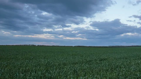 The movement of the thunderclouds over the fields of wheat in spring Stock Footage 90309475