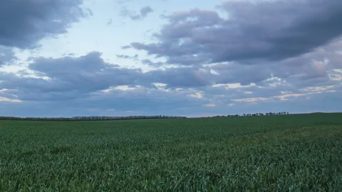 The movement of the thunderclouds over the fields of wheat in spring Stock Footage 90309537