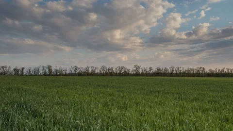 The movement of the thunderclouds over the fields of wheat in spring Stock Footage 90309850
