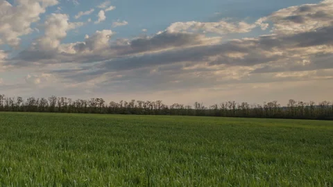 The movement of the thunderclouds over the fields of wheat in spring Stock Footage 90309935