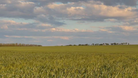 The movement of the thunderclouds over the fields of wheat in spring Stock Footage 90310100
