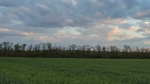 The movement of the thunderclouds over the fields of wheat in spring Stock Footage 90310242