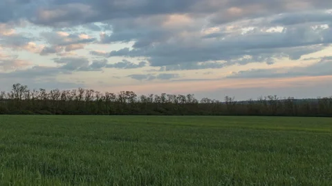 The movement of the thunderclouds over the fields of wheat in spring Stock Footage 90310330
