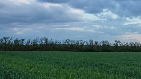 The movement of the thunderclouds over the fields of wheat in spring Stock Footage 90310478