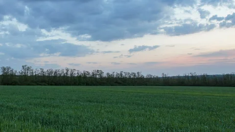 The movement of the thunderclouds over the fields of wheat in spring Stock Footage 90311063