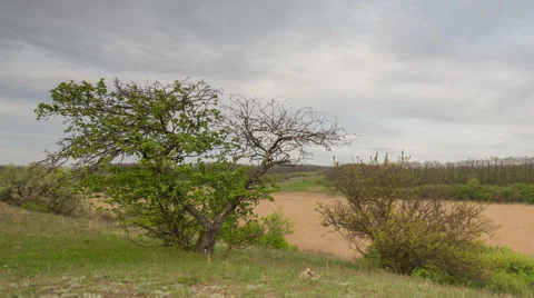 The movement of the thunderclouds over the fields of winter wheat Stock Footage 67865494