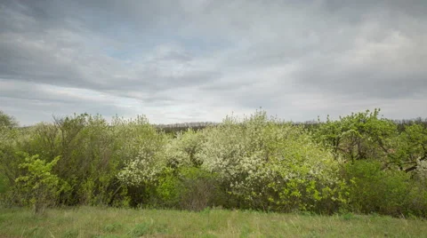 The movement of the thunderclouds over the fields of winter wheat Stock Footage 67866637