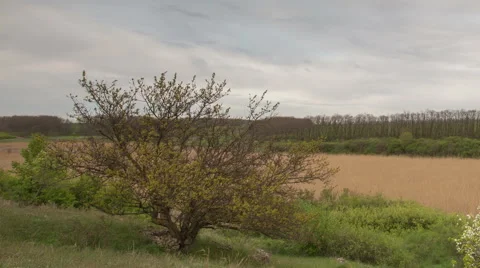 The movement of the thunderclouds over the fields of winter wheat Stock Footage 67866832