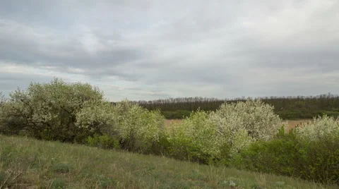 The movement of the thunderclouds over the fields of winter wheat Stock Footage 67868249