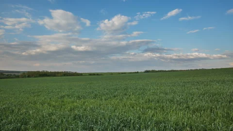 The movement of the thunderclouds over the fields of winter wheat in spring Stock Footage 90305789