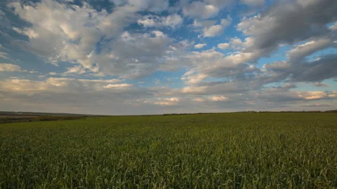 The movement of the thunderclouds over the fields of winter wheat in spring Stock Footage 90305926