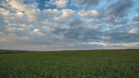 The movement of the thunderclouds over the fields of winter wheat in spring Stock Footage 90306458
