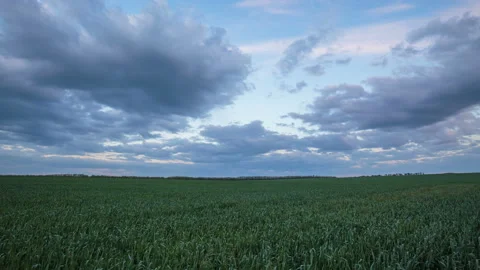 The movement of the thunderclouds over the fields of winter wheat in spring Stock Footage 90309338