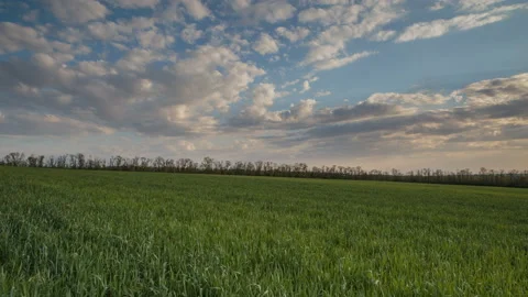 The movement of the thunderclouds over the fields of winter wheat in spring Stock Footage 90309758