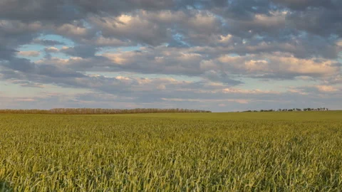 The movement of the thunderclouds over the fields of winter wheat in spring Stock Footage 90310120