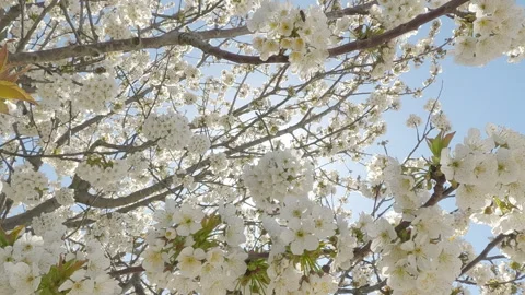 Movement from top to bottom within Wild Cherry Tree, Prunus avium full of white Stock Footage 340073260