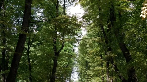 The movement of tree branches in the wind. Background blue sky. Stock Footage 157492969