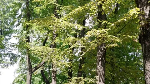 The movement of tree branches in the wind. Background blue sky. Stock Footage 157642753