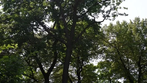 The movement of tree branches in the wind. Background blue sky. Stock Footage 157692751