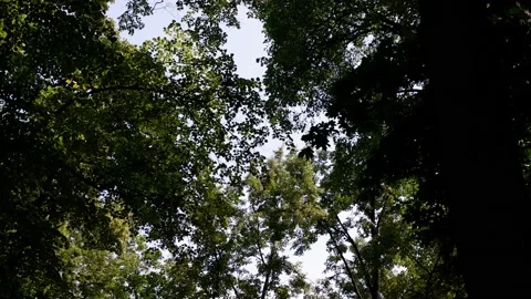 The movement of tree branches in the wind. Background blue sky. Stock Footage 157766157
