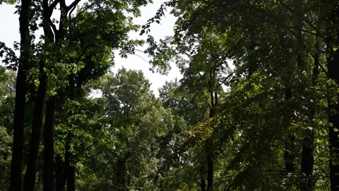 The movement of tree branches in the wind. Background blue sky. Stock Footage 157881048
