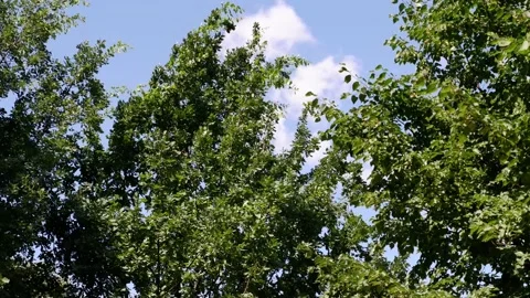 The movement of tree branches in the wind. Background blue sky. Stock Footage 157981784