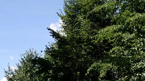 The movement of tree branches in the wind. Background blue sky. Stock Footage 158166064