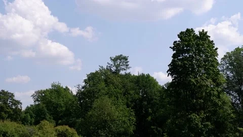 The movement of tree branches in the wind. Background blue sky. Stock Footage 158294990