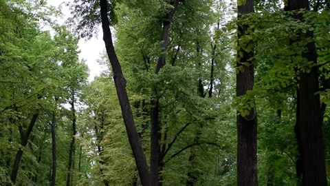 The movement of tree branches in the wind. Background blue sky. Stock Footage 158734669