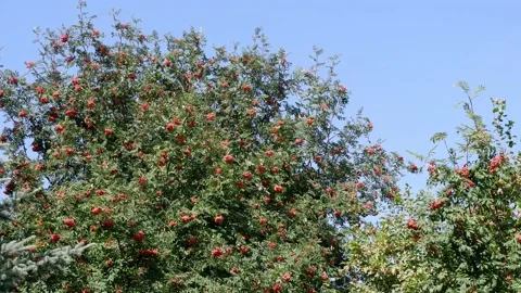 The movement of tree branches in the wind. Background blue sky. Video stock 159356471