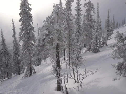 Movement of trees in the snow in the mountains Stock Footage 70925889