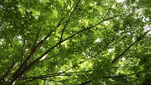 Movement under the beech crown Stock Footage 231909451