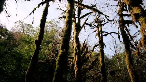 Movement under high trunk of natural green trees at sunlight evening Vídeo Stock 145842052