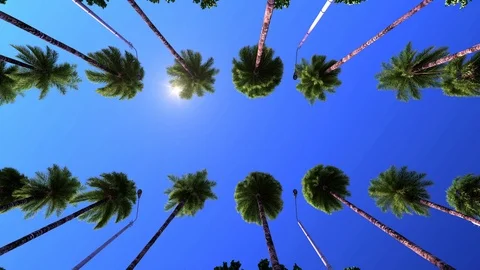 Movement under palm trees, sun. Beverly Hills. Vídeo Stock 118764898