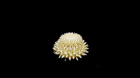 Movement of a unique three-dimensional sculpture of a flower-shaped sculpture Stock Footage 321150681