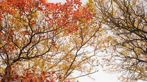 Movement View of the Autumn Sky Through Golden Foliage Stock Footage 97253500