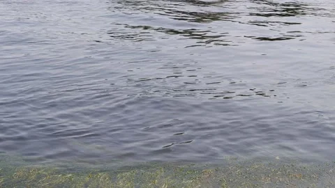 The movement of water and algae in the river. Waves. Nature. 4k Stock Footage 158642061