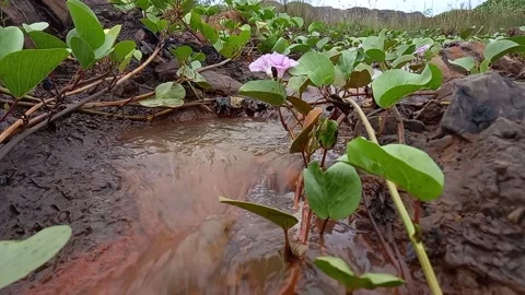 Movement of water flow Stock Footage 157826697