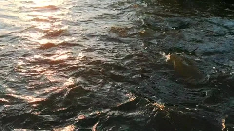 Movement of water in the river. River at sunset in the wild Video stock 130430118