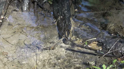 The movement of water through the woods Видео 38706541