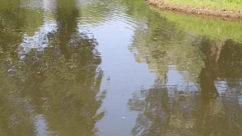 The movement of waves in the pond. 4k Stock Footage 155860569