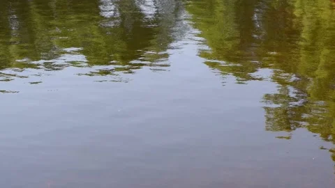 The movement of waves in the pond. Stock Footage 155331750