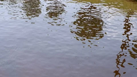 The movement of waves in the pond. Stock Footage 155331830