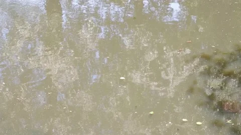 The movement of waves in the pond. Stock Footage 155860562