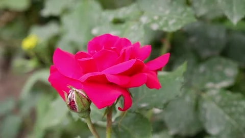 The movement of waves in the river. Suitable for backgrounds. Stock Footage 156341679