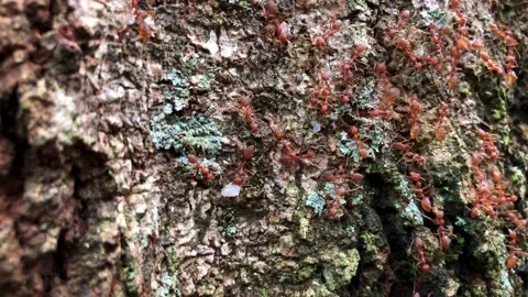 Movement of weaver ant colonies on tree trunks Stock Footage 226273243