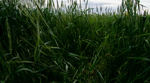 The Movement of Wheat Field HD Stock Footage 57677663