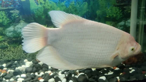 Movement of white giant fish inside of the aquarium Stock Footage 149930140