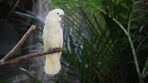 Movement of the white parrot Video stock 26324420